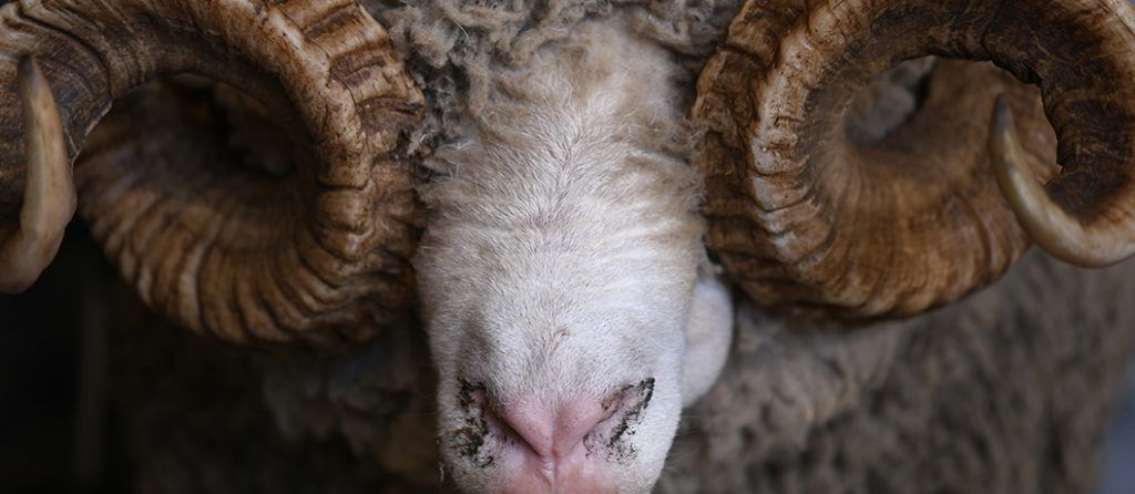 Most expensive pets – Scottish Ram