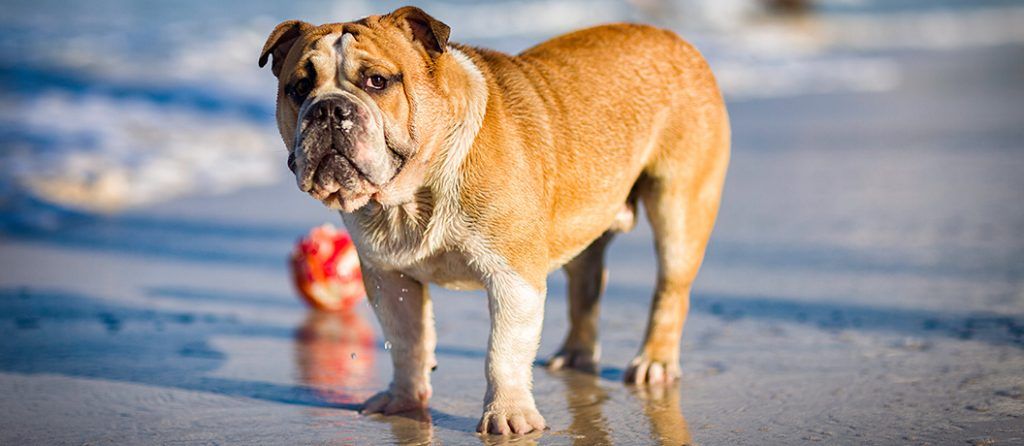 Most expensive pets – English Bulldog